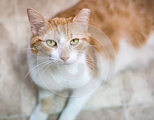 A shorthair tabby cat with its left ear tipped