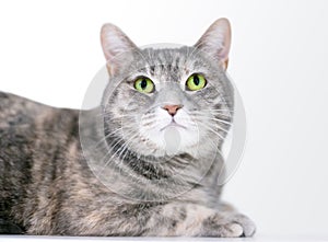 A shorthaired cat with Dilute Patched Tabby markings