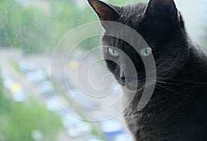 Shorthaired cat with silver grey fur and green eyes sitting near window.