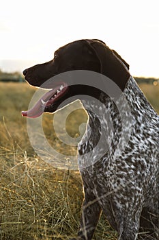 Shorthaired Pointer in field.