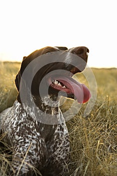 Shorthaired Pointer panting.