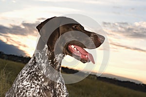 Shorthaired Pointer panting.