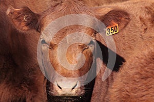 Shorthorn Cattle