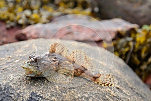 Shorthorn sculpin fish