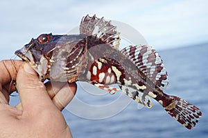 Shorthorn sculpin fish