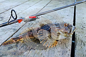 Shorthorn sculpin fishing trophy