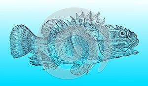 Shorthorn sculpin or short-spined sea scorpion on a blue-green gradient background in profile view