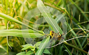 Shorthorned Grasshopper Valanga nigricornis sitting on tree with yellow sunlight in urban park