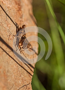 Shorthorned Grasshopper on vertical rock wall