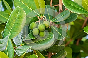 Shortleaf fig a.k.a. wild banyantree Ficus citrifolia green fruit closeup - Anne Kolb / West Lake Park, Hollywood, Florida, USA