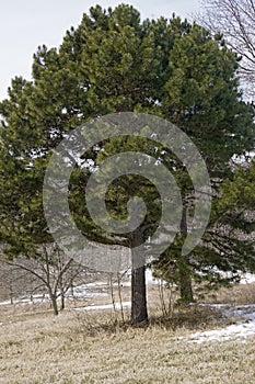 Shortleaf pine trees photo