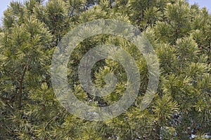 Close-up image of Shortleaf pine photo