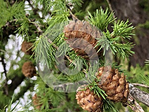 The Shortleaf pine Pinus echinata, die Fichtenkiefer photo