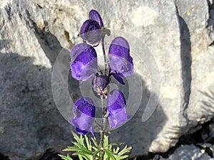 The Shortleaf pine Pinus echinata or die Fichtenkiefer, Swiss Alps photo