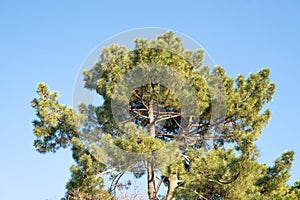 Shortleaf pine. Pinus echinata photo