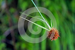 Shortleaf spikesedge, green kyllinga, perennial greenhead sedge