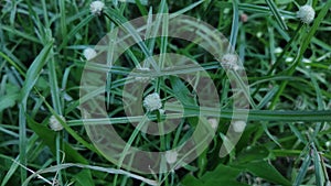 shortleaf spikesedge or Kyllinga brevifolia, perennial greenhead sedge photo