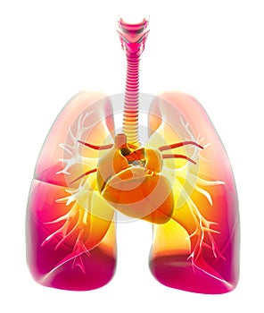 Shortness of breath, difficulty in breathing, acute and chronic dyspnea. Lungs, trachea and heart. Pneumonia