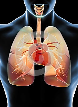 Shortness of breath, difficulty in breathing, acute and chronic dyspnea. Lungs, trachea and heart. Pneumonia