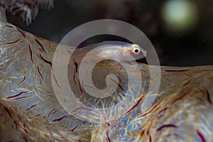 Shortnose Clinggoby Pleurosicya spongicola
