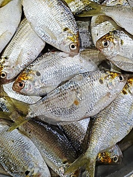 Shortnose gizzard shad, Chacunda gizzard shad (Selective Focus)