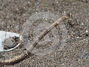 Shortnose pipefish