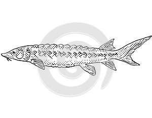 Shortnose sturgeon or Acipenser brevirostrum  Freshwater Fish Cartoon Drawing