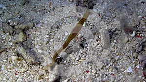 Shortpouch pigmy pipehorse Acentronura breviperula on the sand in Lembeh strait Sulawesi