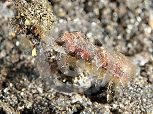 Shortpouch pygmy pipehorse