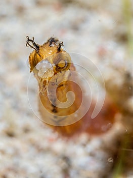 Shortpouch pygmy pipehorse, Acentronura tentaculata. Scuba diving in North Sulawesi, Indonesia