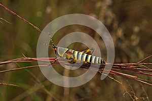 SHORTWINGED FLIGHTLESS COLORFUL ELEGANT GRASSHOPPER