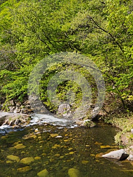 Shosenkyo Gorge in fresh green in Kofu, Yamanashi, Japan