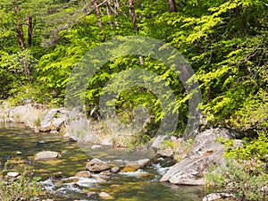 Shosenkyo Gorge in fresh green in Kofu, Yamanashi, Japan