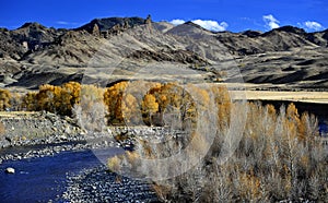 The Shoshone River and Dazzling Autumn Leaves Outside Cody, Wyoming