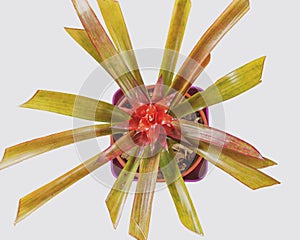 Shot from above of plant guzmania lingulata of the family bromeliaceae. White background.