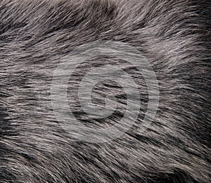 Shot of abstract fur background