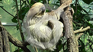 Shot of an a adult two-toed sleeping sloth Choloepus didactylus