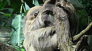 Shot of an a adult two-toed sleeping sloth Choloepus didactylus