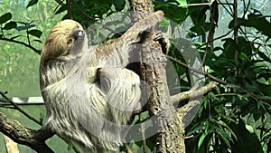 Shot of an a adult two-toed sleeping sloth Choloepus didactylus