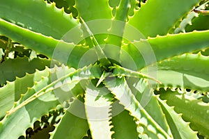 Shot of an aloe vera plant