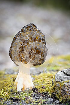 Shot of amazing, edible and tasty morel mushroom