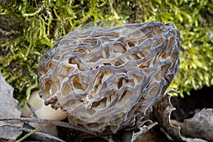 Shot of amazing, edible and tasty morel mushroom