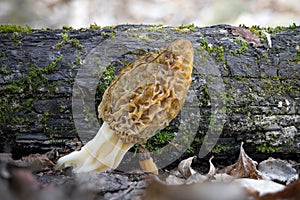 Shot of amazing, edible and tasty morel mushroom