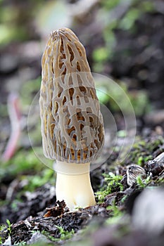 Shot of amazing, edible and tasty morel mushroom