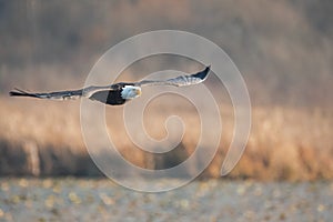 A shot of a Bald eagle flying by on an autumn day.