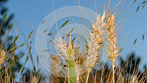 Barley-ear shot from down-bellow