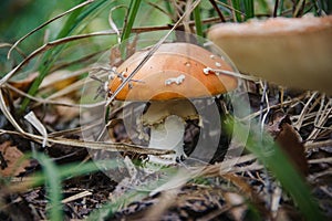 Shot of beautiful Amanita in the forest, close-up