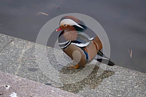 Shot of a beautiful and colorful Mandarin duck