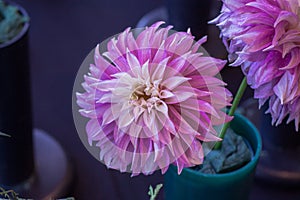 Shot of a beautiful dahlia on display