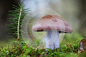 Shot of beautiful edible mushroom Lepista nuda commonly known as wood blewit